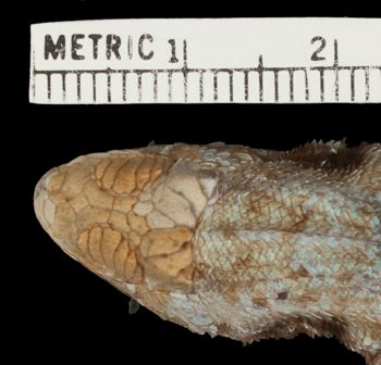 Media type: image;   Herpetology R-81099 Aspect: head dorsal